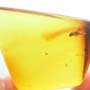 Rare Scuttle Fly With One Egg In Dominican Amber