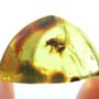 Rare Scuttle Fly With Two Eggs In Dominican Amber