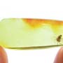 Rare Scuttle Fly With Four Mites Clinging On Its Abdomen In Dominican Amber