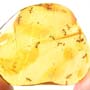 Rare Small Swarm Of Worker Ant In Dominican Amber