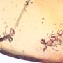 Rare Small Swarm Of Worker Ant In Dominican Amber