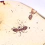 Rare Small Swarm Of Worker Ant In Dominican Amber