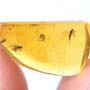 Rare Snipe Fly With Bug Riding On Its Head And Snipe Fly In Dominican Amber