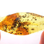 Rare Soldier Termite In Dominican Amber