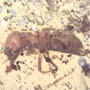 Rare Soldier Termite In Dominican Amber.