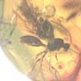 Rare Soldier Termite In Dominican Amber.