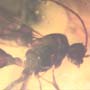 Rare Soldier Termite In Dominican Amber.