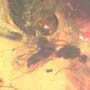 Rare Soldier Termite In Dominican Amber.