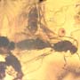 Rare Soldier Termite In Dominican Amber.