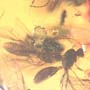 Rare Soldier Termite In Dominican Amber.