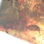 Rare Soldier Termite In Dominican Amber.