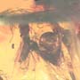 Rare Soldier Termite In Dominican Amber.
