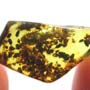 Rare Soldier Termite In Dominican Amber.