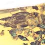 Rare Soldier Termite In Dominican Amber
