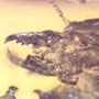 Rare Soldier Termite In Dominican Amber