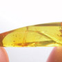 Rare Spider With Moth Fly Clinging On Its Leg And Larva In Dominican Amber