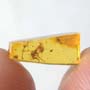 Rare Spider With Worker Ant Riding On It In Dominican Amber