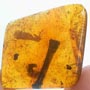 Rare Square Headed Ant And Twig In Dominican Amber