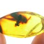 Rare Square Headed Ant And Cricket Ghost In Dominican Amber