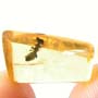 Rare Square Headed Ant In Dominican Amber