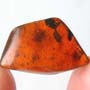 Rare Square Headed Ant In Dominican Amber