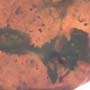 Rare Square Headed Ant In Dominican Amber