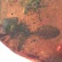 Rare Square Headed Ant In Dominican Amber