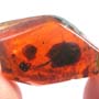 Rare Square Headed Ant In Dominican Amber