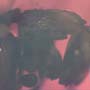 Rare Square Headed Ant In Dominican Amber