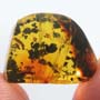 Rare Square Headed Ant In Dominican Amber