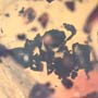 Rare Square Headed Ant In Dominican Amber