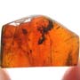 Rare Square Headed Ant In Dominican Amber
