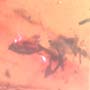 Rare Square Headed Ant In Dominican Amber
