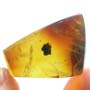 Rare Square Headed Ant In Dominican Amber