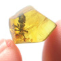 Rare Square Headed Ant In Dominican Amber