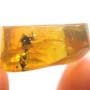 Rare Square Headed Ant In Dominican Amber