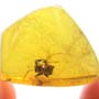 Rare Square Headed Ant In Dominican Amber