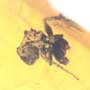 Rare Square Headed Ant In Dominican Amber