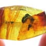 Rare Chasing Worker Ant In Dominican Amber
