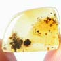 Rare Stingless Bee Fighting Two Ants In Dominican Amber