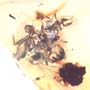 Rare Stingless Bee Fighting Two Ants In Dominican Amber