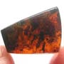 Rare Swarm Of Black Scavenger Fly In Dominican Amber