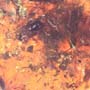 Rare Swarm Of Black Scavenger Flies In Dominican Amber