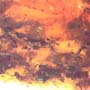 Rare Swarm Of Black Scavenger Flies In Dominican Amber