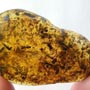 Rare Swarm Of Bark Beetles In Dominican Amber