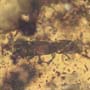 Rare Swarm Of Bark Beetles In Dominican Amber