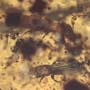 Rare Swarm Of Bark Beetles In Dominican Amber