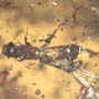 Rare Swarm Of Bark Beetles In Dominican Amber