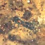 Rare Swarm Of Bark Beetles In Dominican Amber