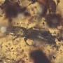 Rare Swarm Of Bark Beetles In Dominican Amber